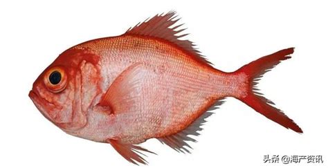 紅色的魚有哪些 面相 年齡